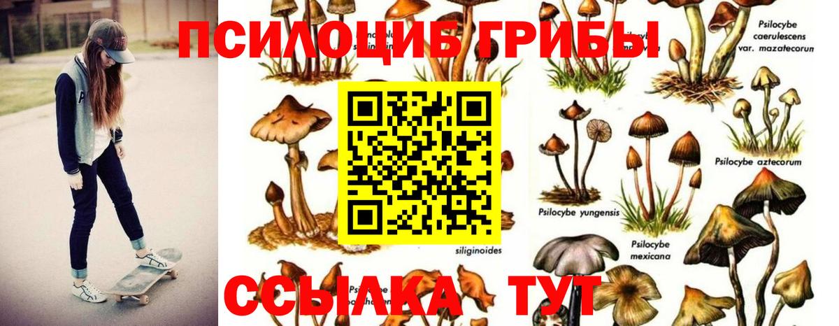 Галлюциногенные грибы Psilocybe  Вход с VPN  Минусинск 