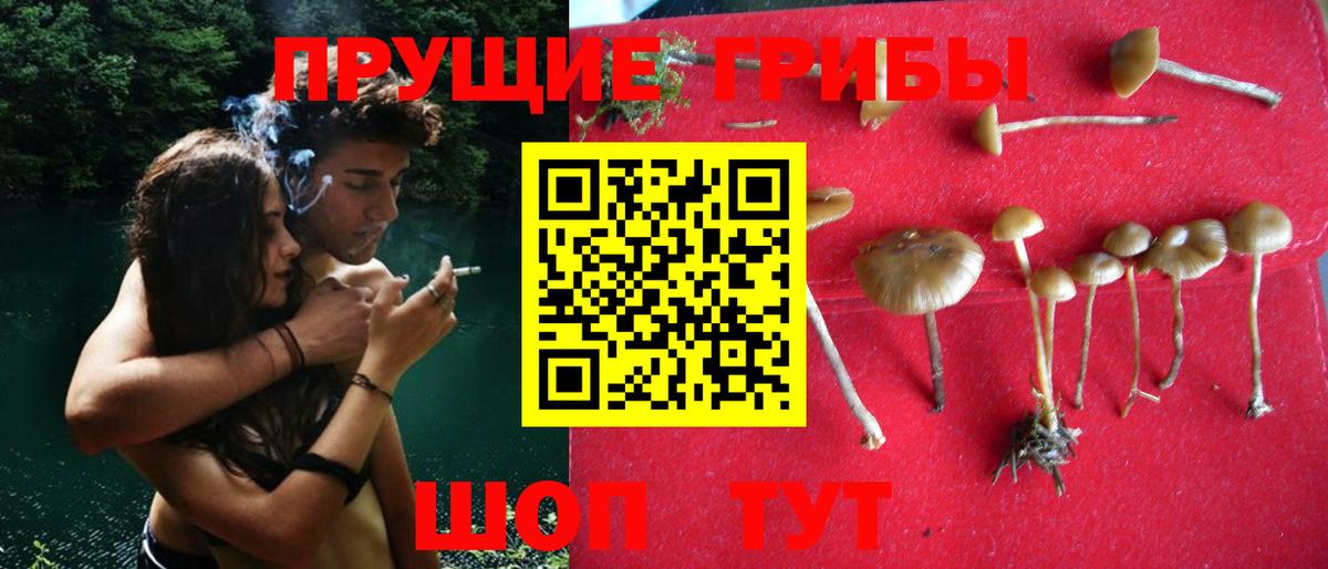 Псилоцибиновые грибы Cubensis Минусинск